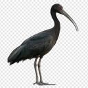 صورة الملف الشخصي احمدرضا محمدیان